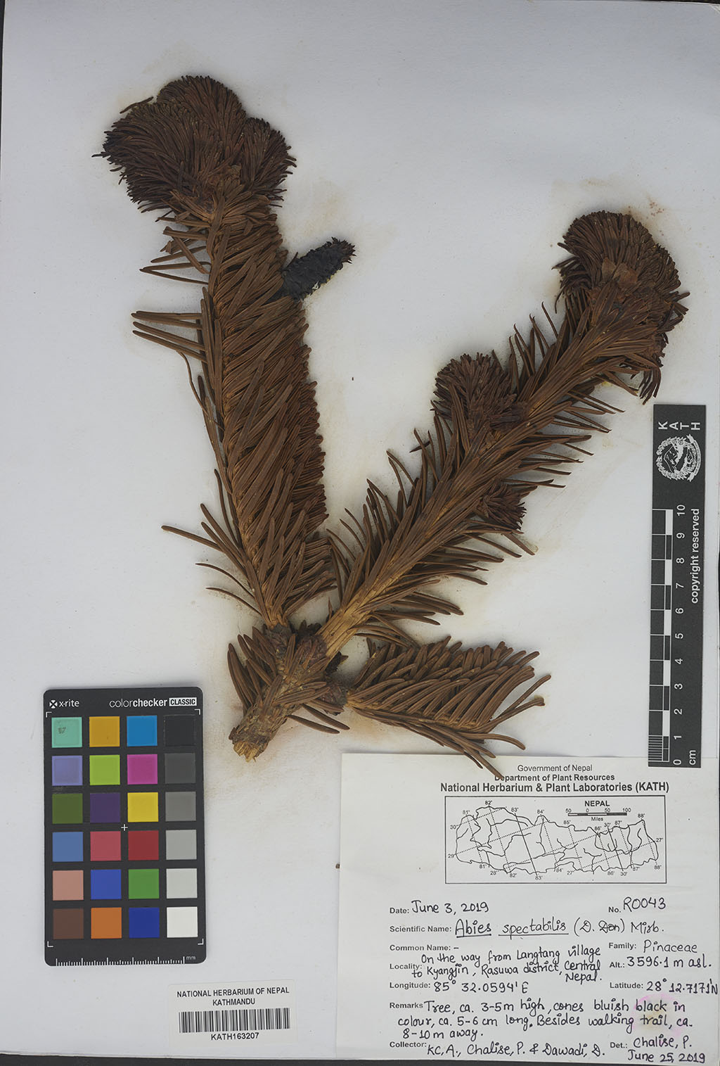 Abies spectabilis (D.Don) Mirb.