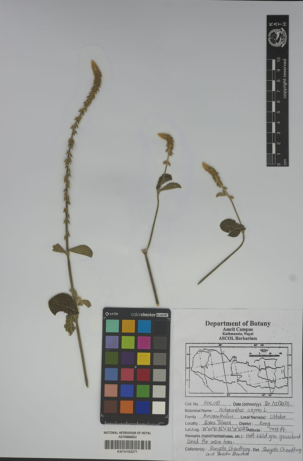 Achyranthes aspera L. Achyranthes aspera L.