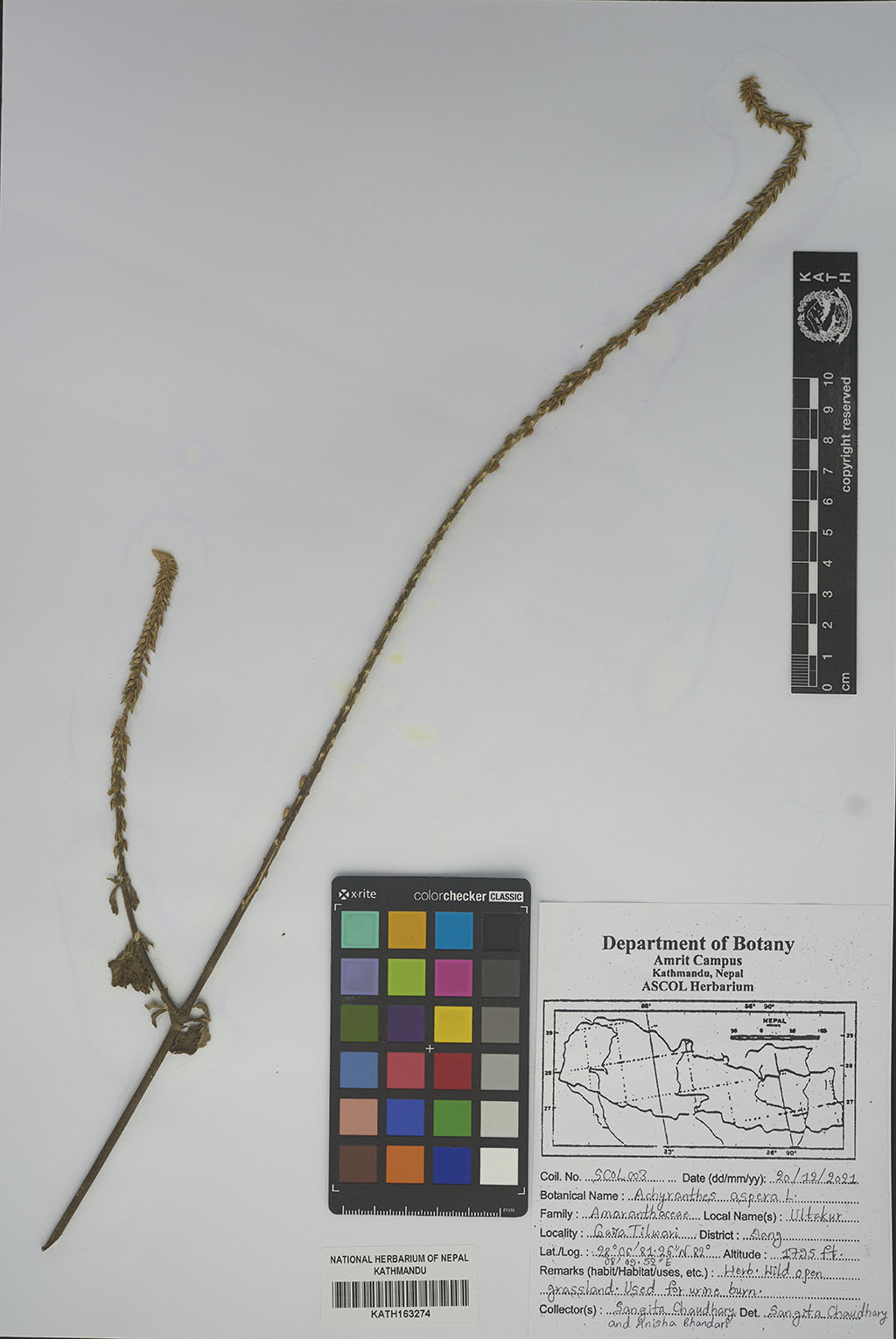 Achyranthes aspera L.