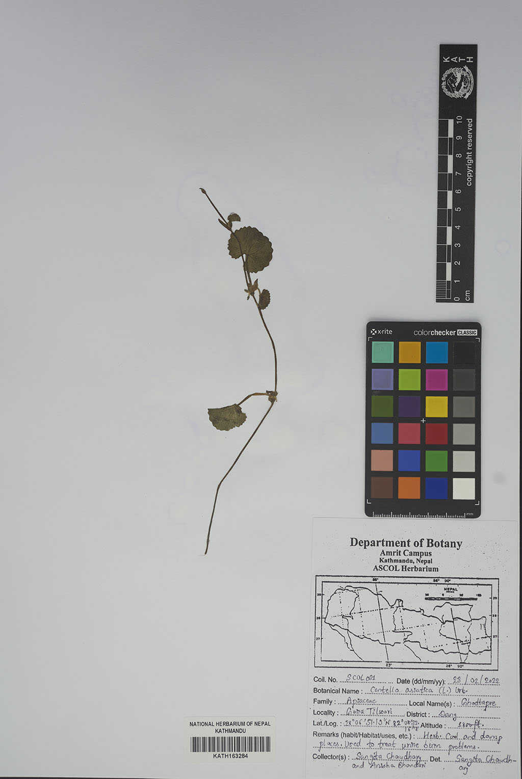 Centella asiatica (L.) Urb.