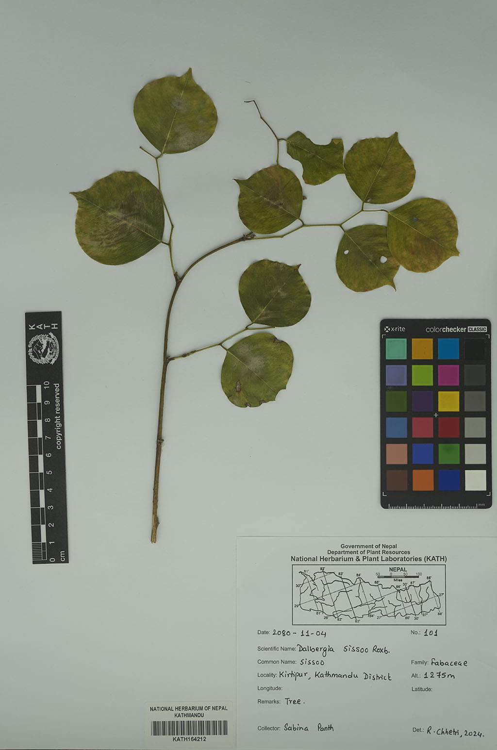 Dalbergia sissoo Roxb.
