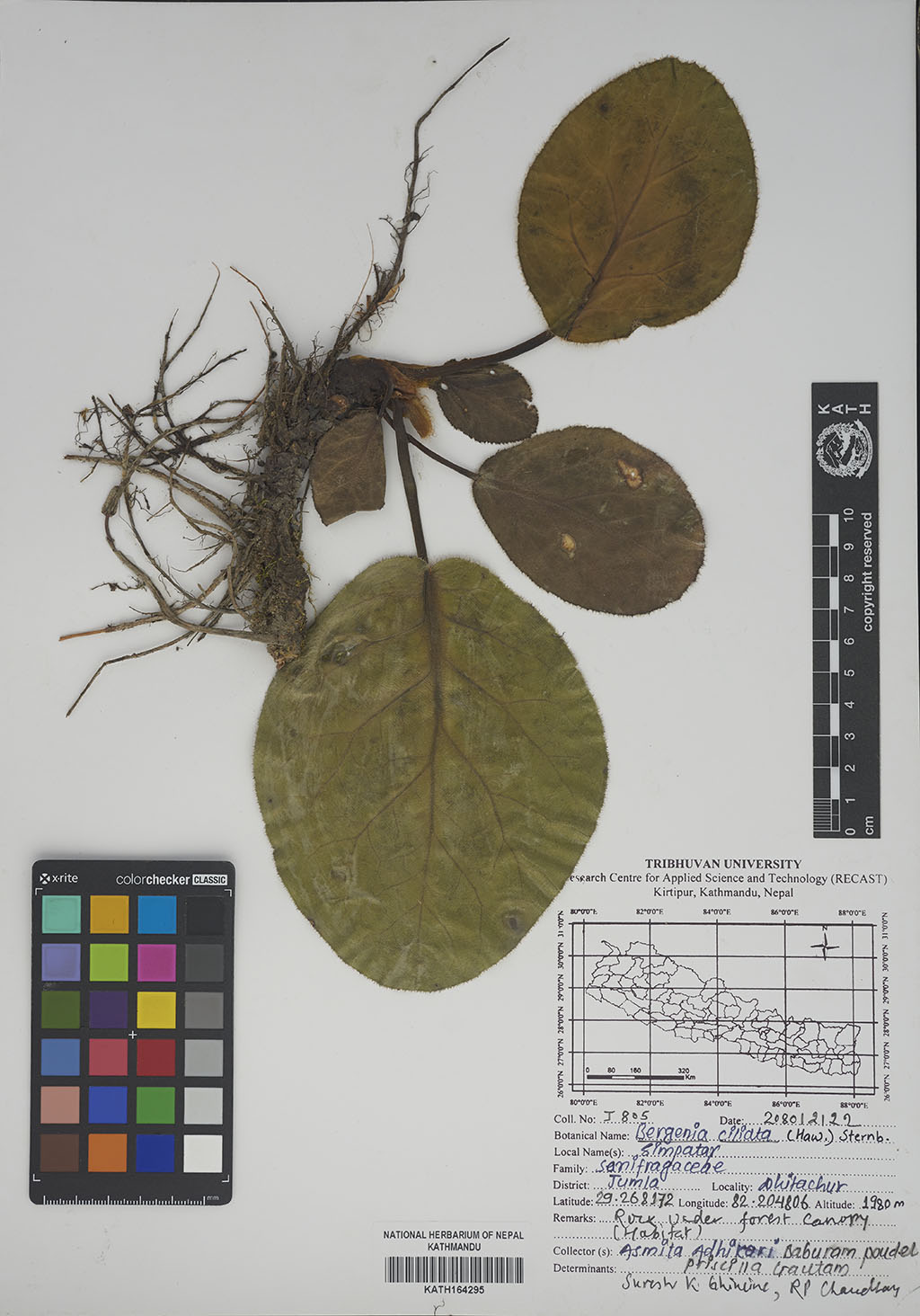 Bergenia ciliata (Haw.) Sternb.