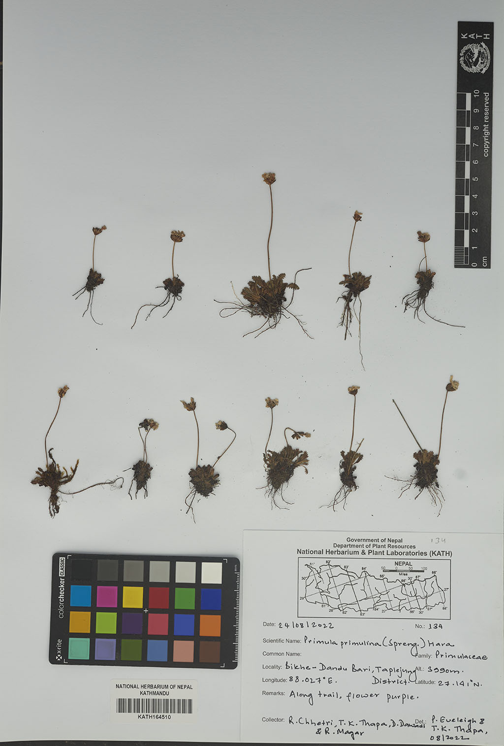 Primula primulina (Spreng.) H.Hara