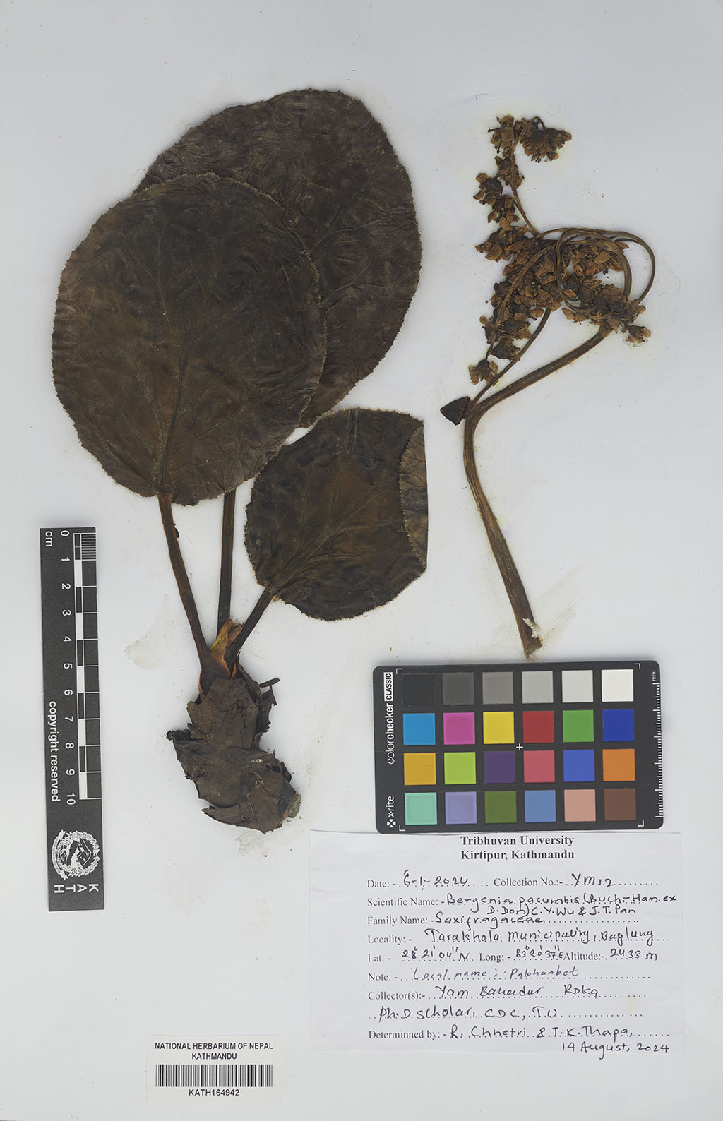 Bergenia pacumbis (Buch.-Ham. ex D.Don) C.Y.Wu & J.T.Pan Bergenia pacumbis (Buch.-Ham. ex D.Don) C.Y.Wu & J.T.Pan