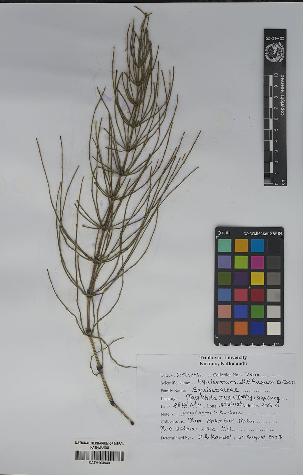 Equisetum diffusum D.Don