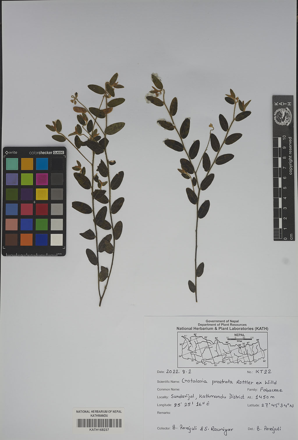 Crotalaria prostrata Rottler ex Willd.