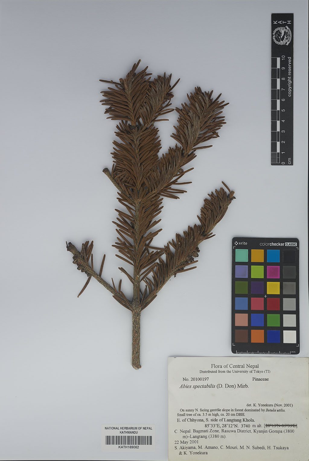 Abies spectabilis (D.Don) Mirb.