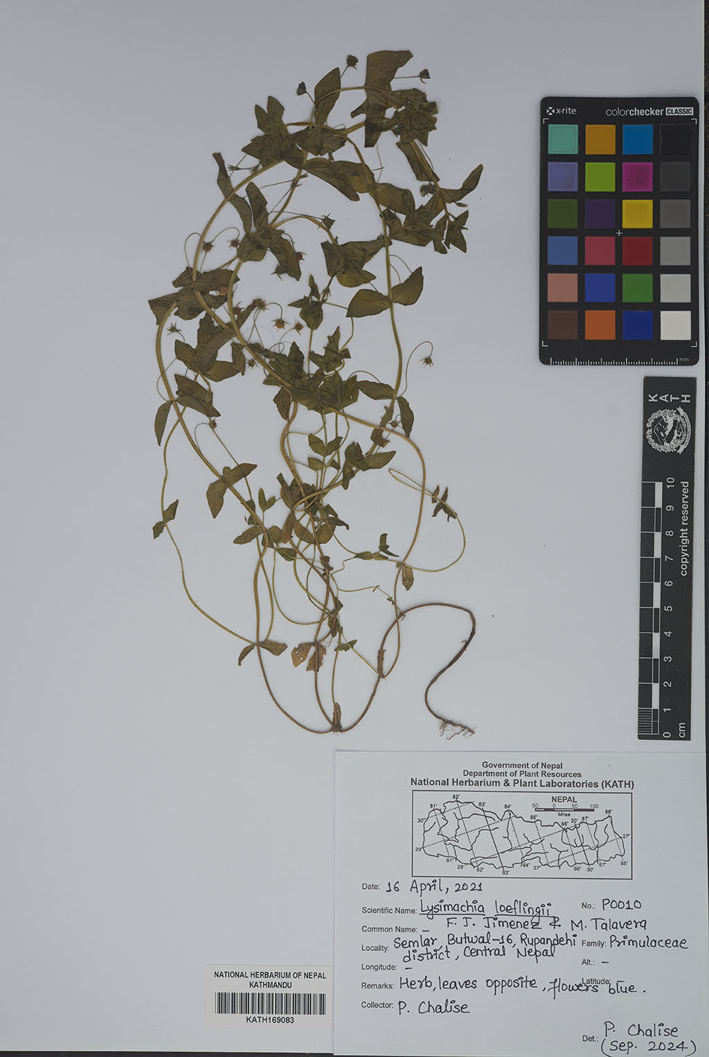 Lysimachia loeflingii F.J.Jiménez & M.Talavera