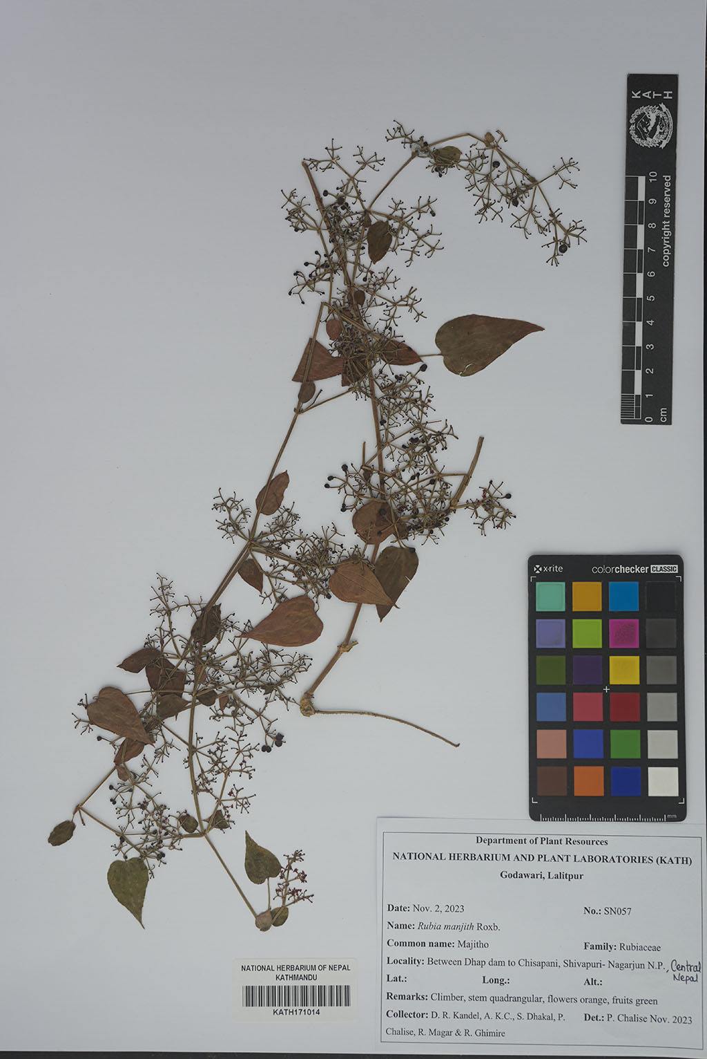 Rubia manjith Roxb.