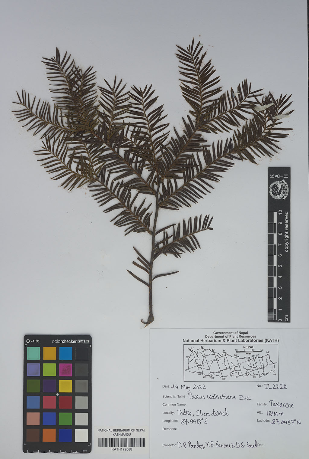 Taxus wallichiana Zucc.