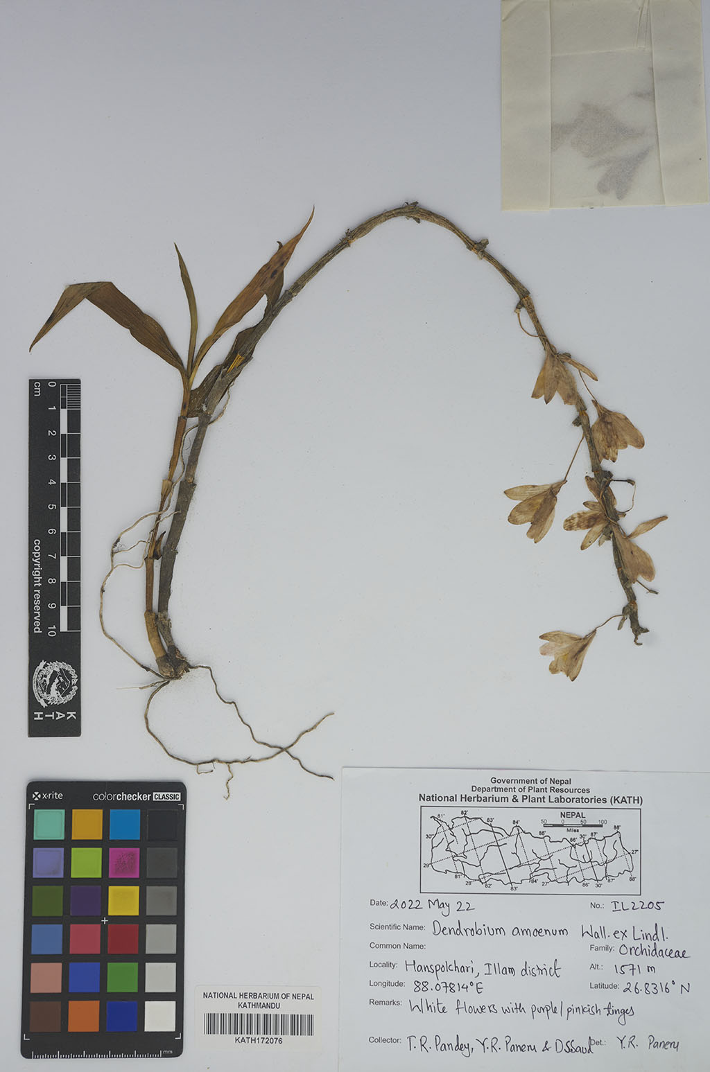 Dendrobium amoenum Wall. ex Lindl.
