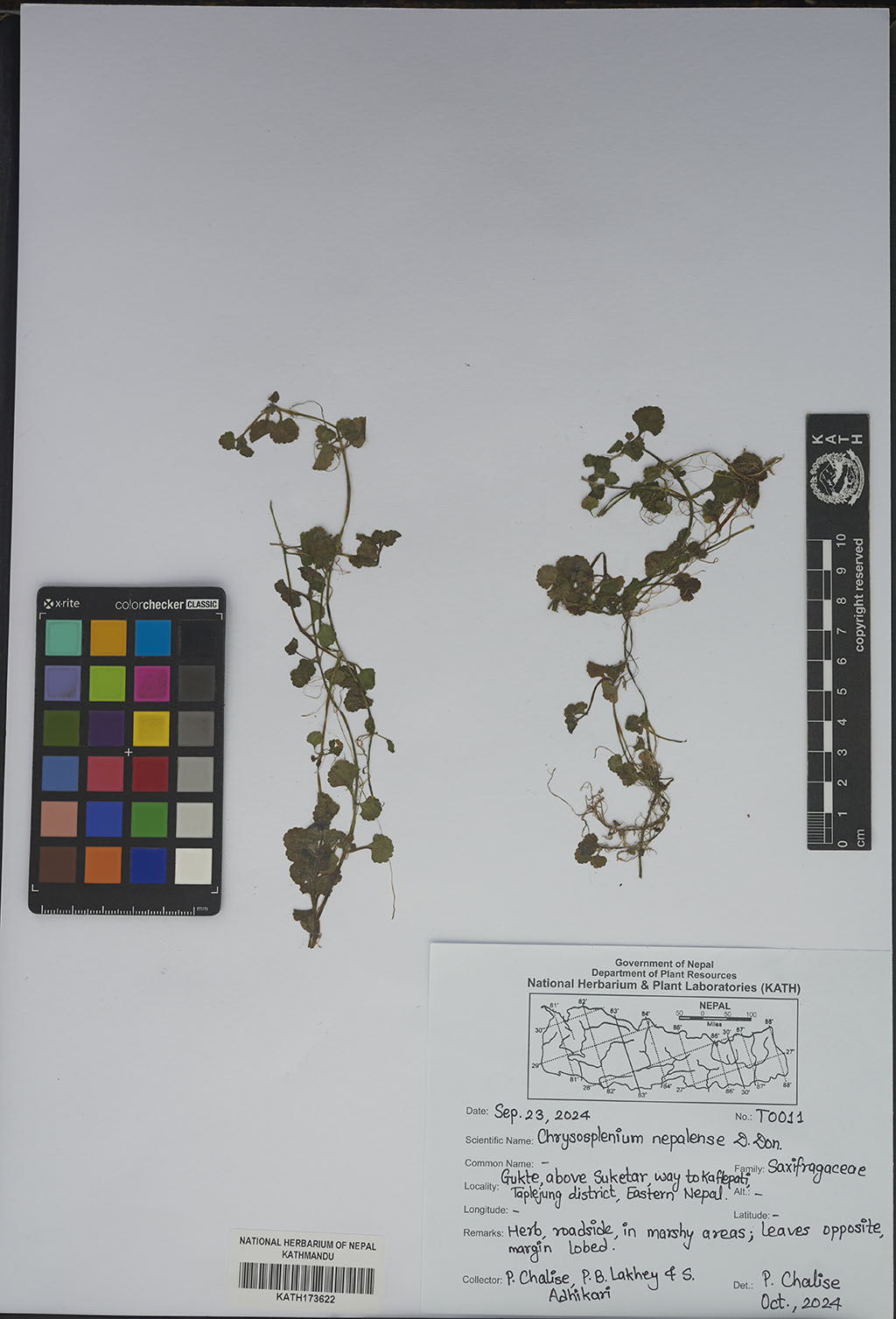 Chrysosplenium Nepalense D.Don
