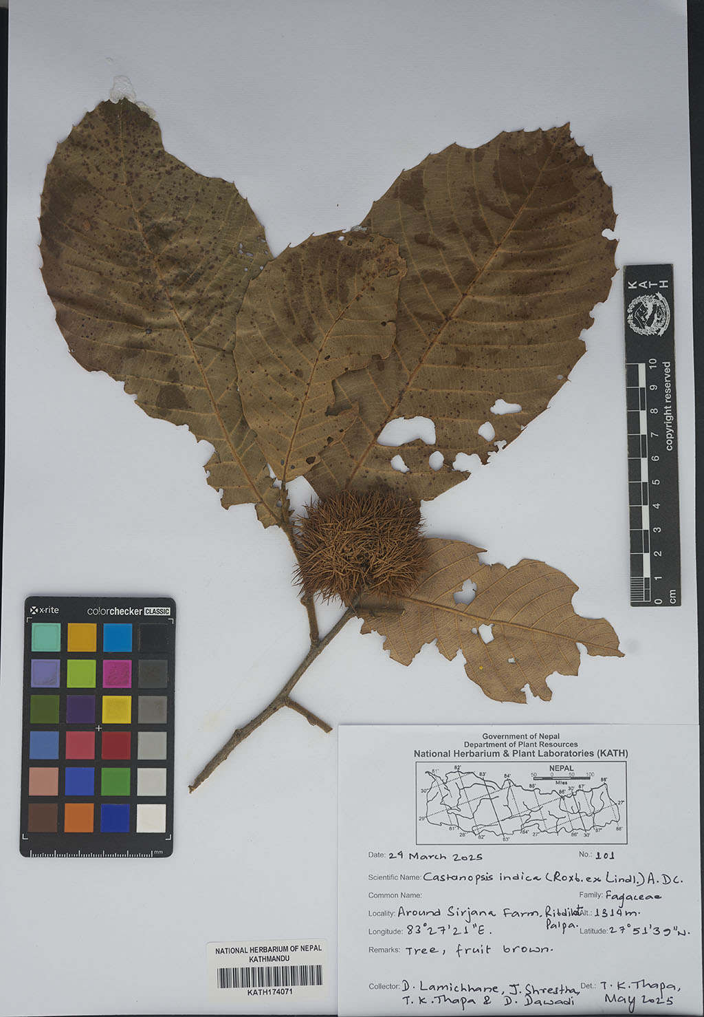 Castanopsis indica (Roxb. ex Lindl.) A.DC.