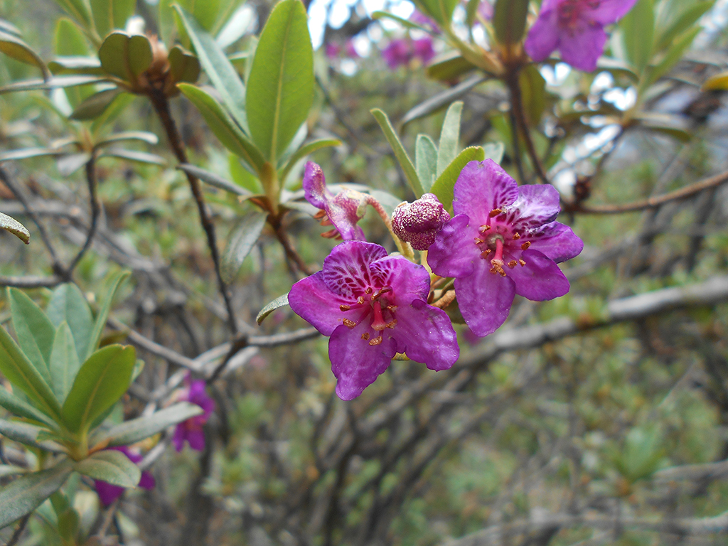 Rhododendron Cowanianum Davidian Rhododendron Cowanianum Davidian